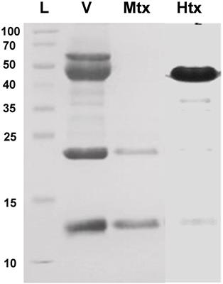 Development of <mark class="highlighted">Nanobodies</mark> Against Hemorrhagic and Myotoxic Components of Bothrops atrox Snake Venom